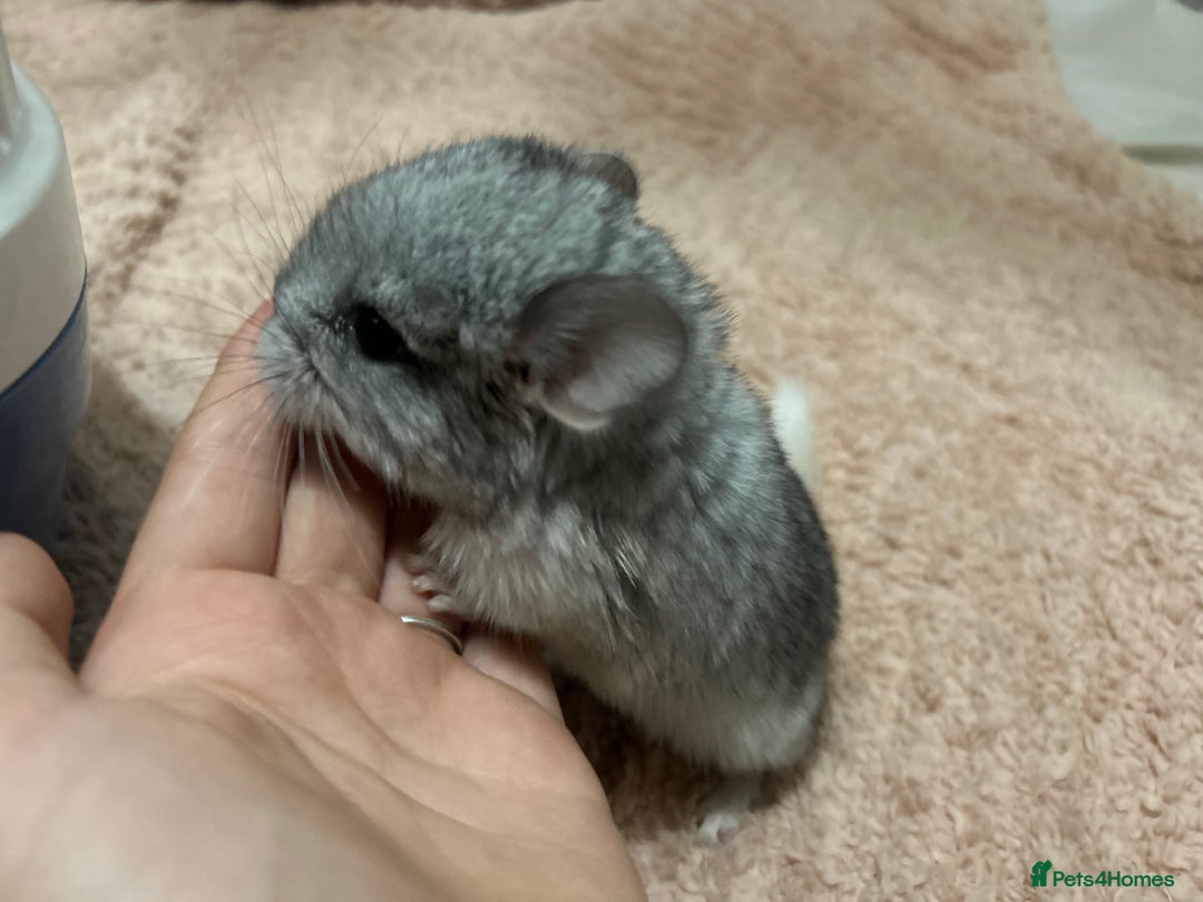 Chinchilla rodents for sale: Beautiful baby angora chinchillas  - Image 7