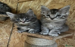 Maine Coon cats for sale: Adorable Maine coon kittens  - Image 2