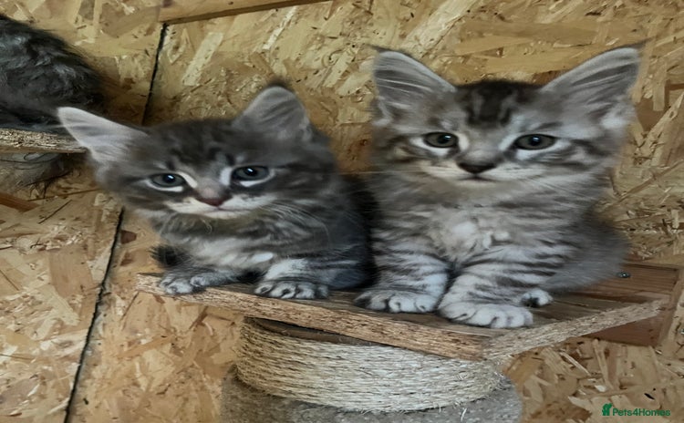 Maine Coon cats - Advert 1