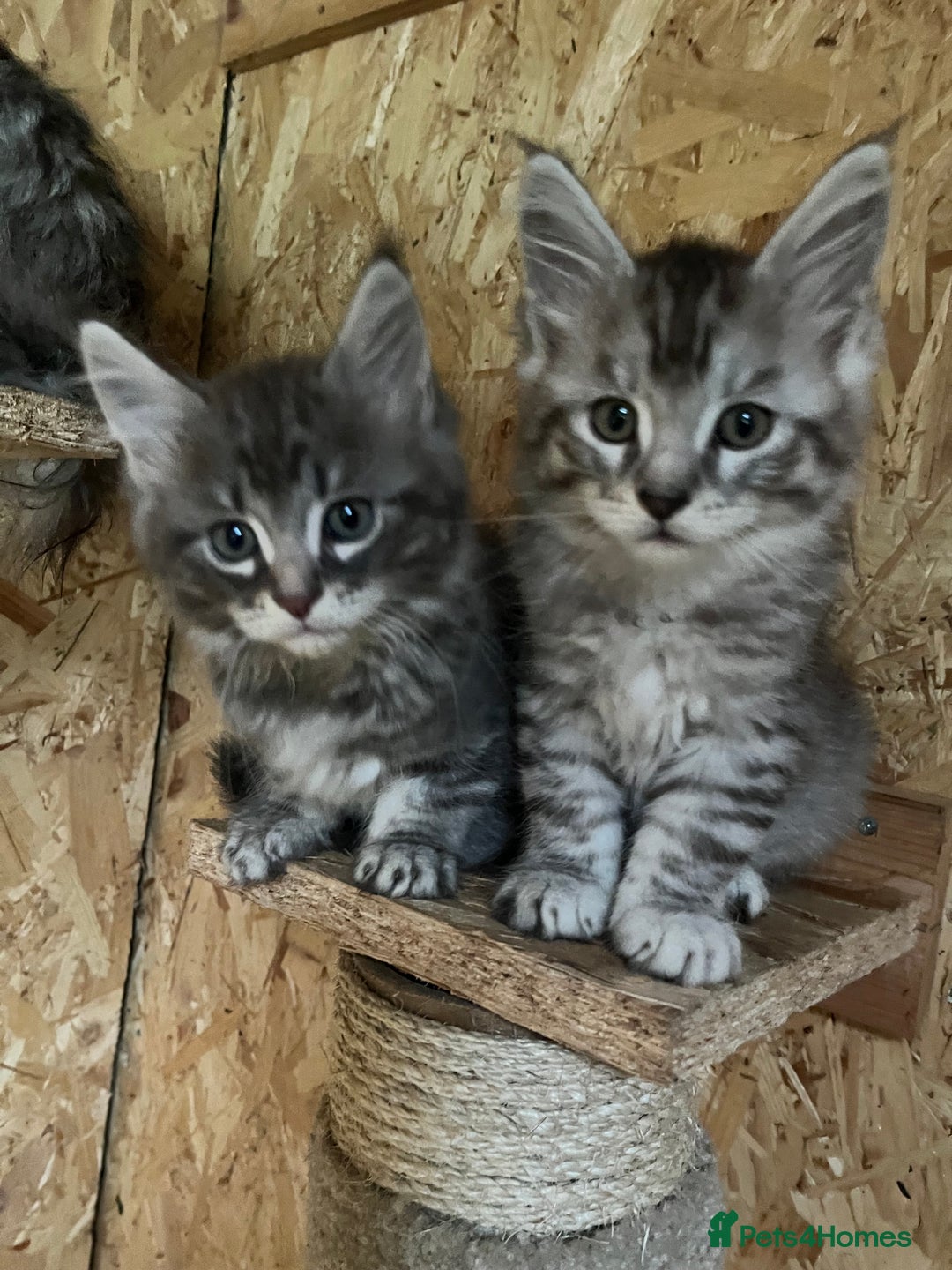 Maine Coon cats for sale: Adorable Maine coon kittens  - Image 2