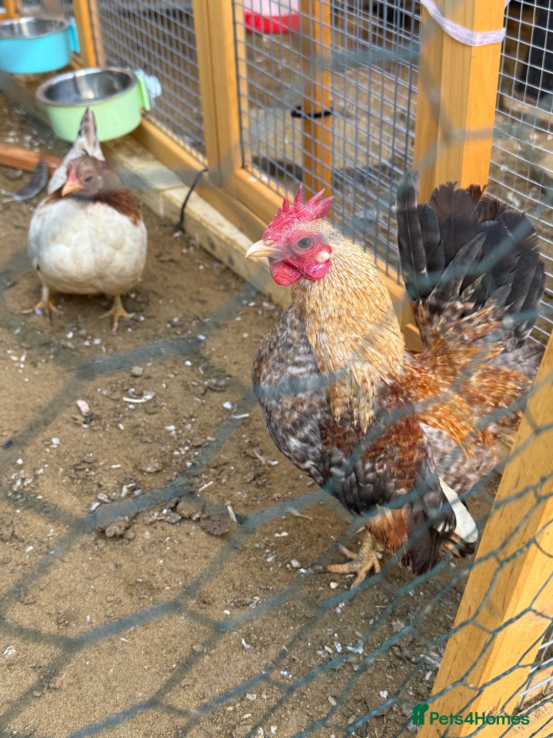 Chickens poultry for sale: POL Serama hen and rooster  - Advert 1