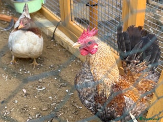 Chickens poultry POL Serama hen and rooster - Advert 3