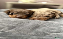 Miniature Dachshund dogs for sale: Adorable Miniature Dachshund Puppies ! 🐾 - Image 4