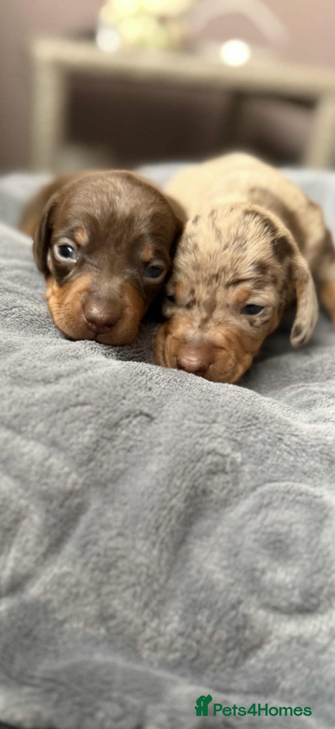 Miniature Dachshund dogs for sale: Adorable Miniature Dachshund Puppies ! 🐾 - Image 4