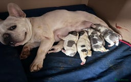 French Bulldog dogs for sale: Beautiful KC Reg French Bulldog Pups - Image 12