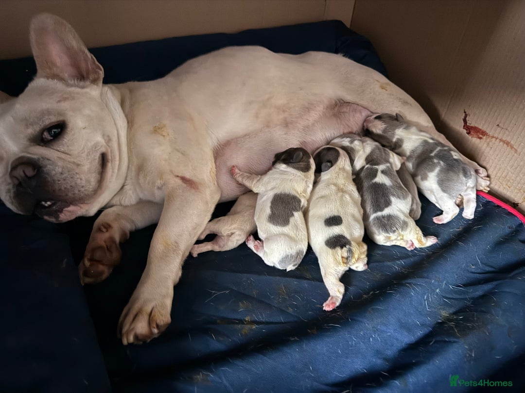 French Bulldog dogs for sale: Beautiful KC Reg French Bulldog Pups - Image 12