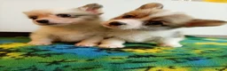 Welsh Corgi Pembroke dogs for sale:   Beautiful corgi babies 🐶 in Barnsley - Advert 16