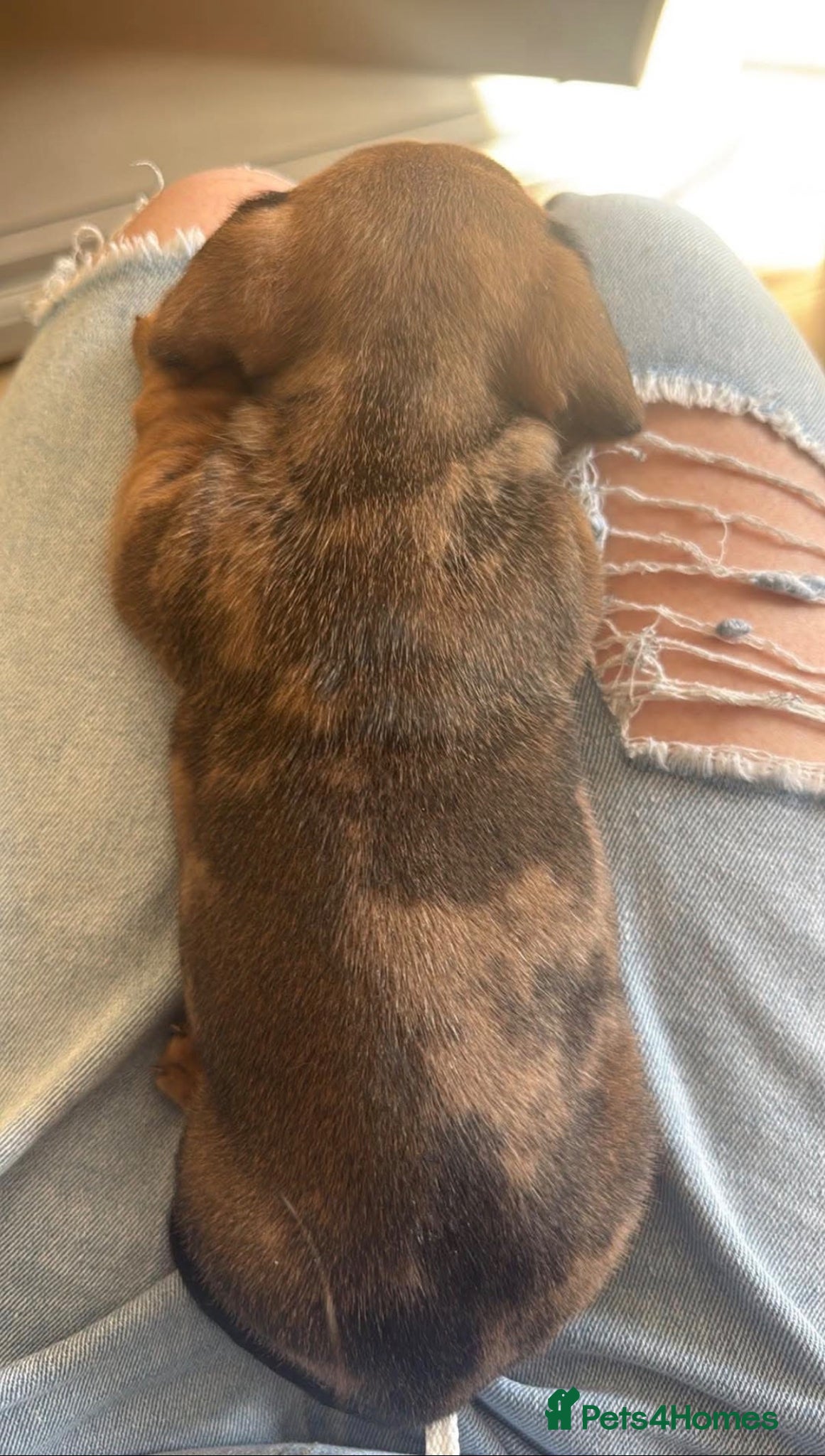 Miniature Dachshund dogs for sale: Beautiful dachshund pups only 2 left - Advert 7