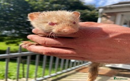 Ferret rodents for sale: Mixed ferrets  - Image 4