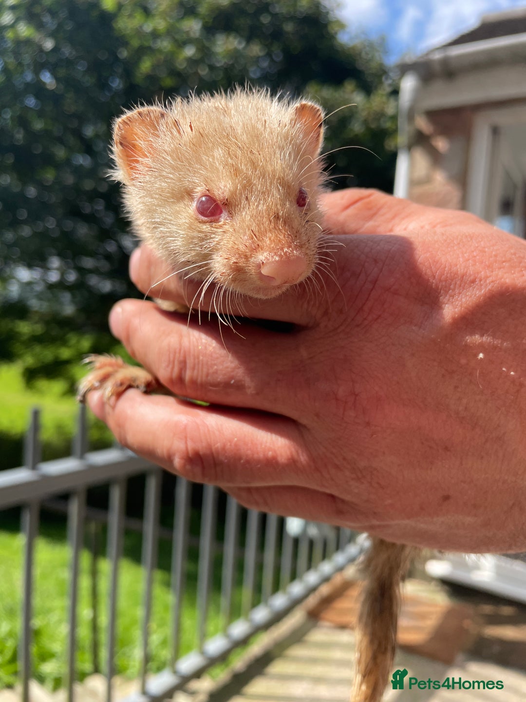 Ferret rodents for sale: Mixed ferrets  - Image 4