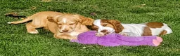 Cocker Spaniel dogs for sale: Beautiful KC Reg. Cocker Spaniels price reduced..  - Advert 2