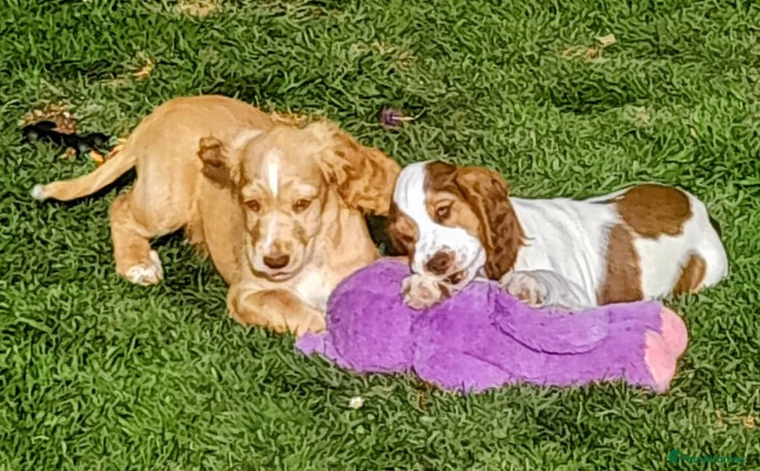 Cocker Spaniel dogs for sale: Beautiful KC Reg. Cocker Spaniels price reduced..  - Advert 2