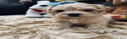 Maltipoo dogs for sale:  **  Maltipoo Puppy – Beautiful Teddy Bear Face - Advert 32
