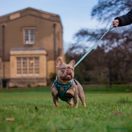 French Bulldog dogs for stud in Northampton - Advert 3