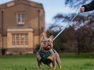 French Bulldog dogs 🦍SHORTTY🦍 SPECIAL OFFER WON'T GET CHEAPER 🔥🔥 in Northampton - Advert 3