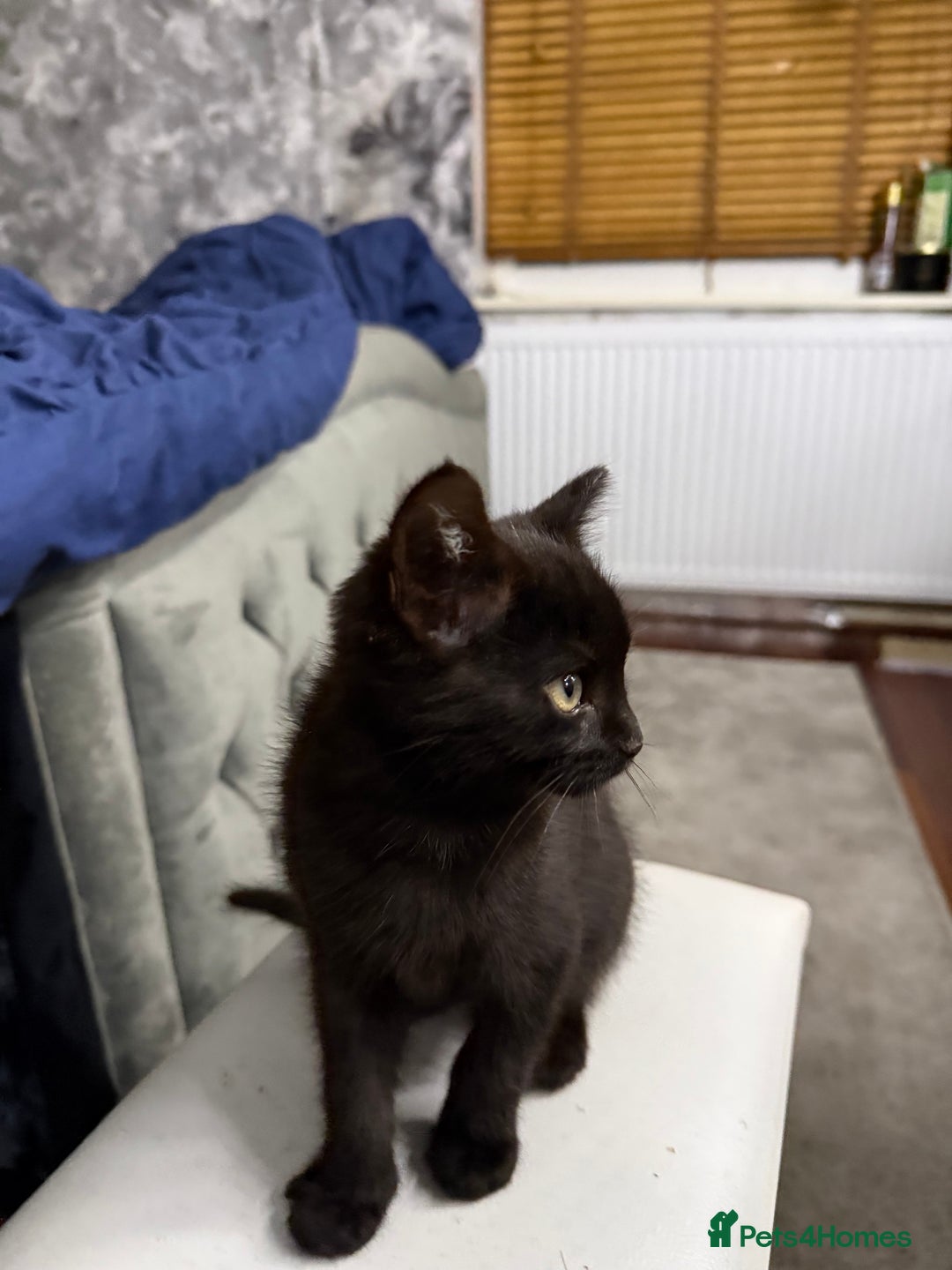 Mixed Breed cats for sale: 10-Week-Old Playful Kittens Seeking Loving Homes - Advert 22