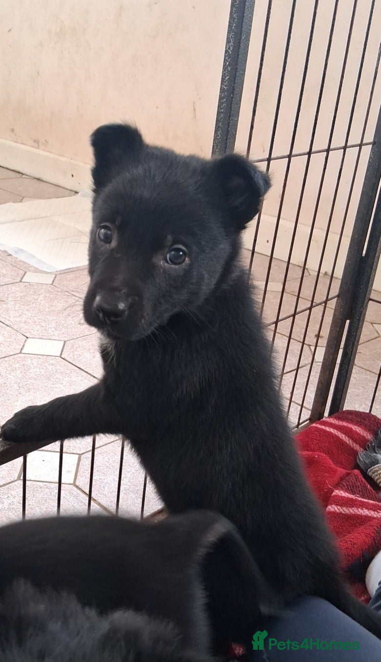 Mixed Breed dogs Kelpie cross collie pups. 4 boys still available  - Advert 9