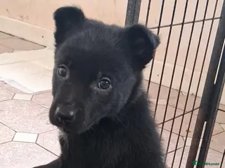 Mixed Breed dogs Kelpie cross collie pups. *EDIT* 2 BOYS AVAILABLE. - Advert 9