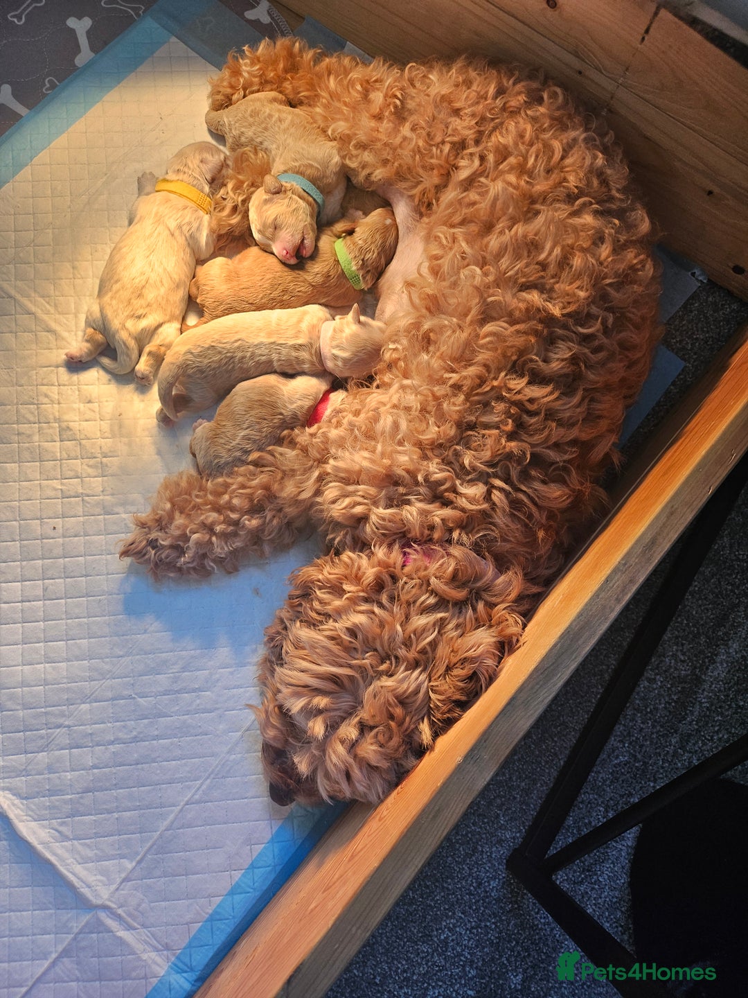 Mixed Breed dogs for sale: Gorgeous puppies for sale - Advert 9