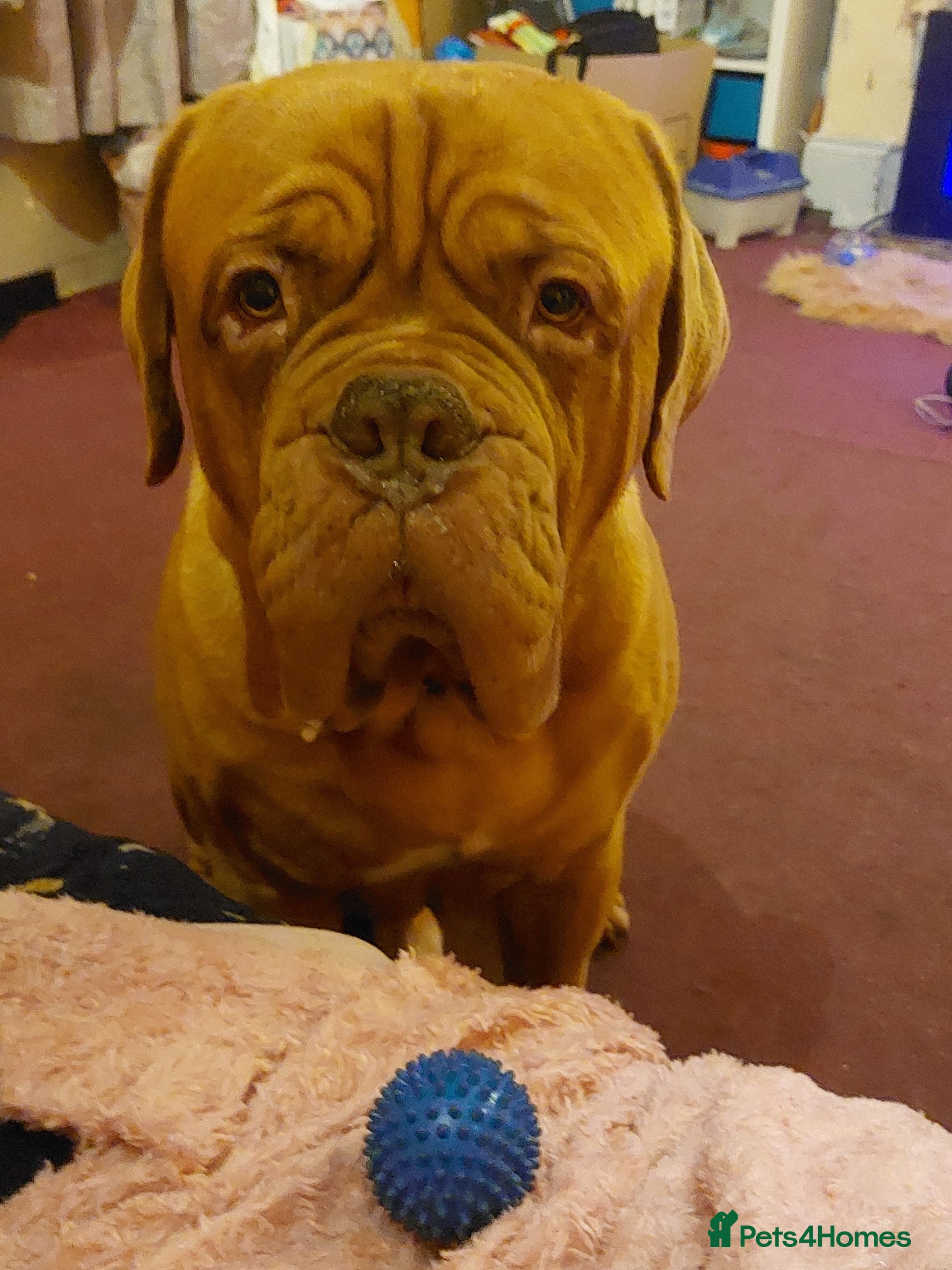 Dogue De Bordeaux dogs Dogue de bordeaux 4.5 years male - Advert 1