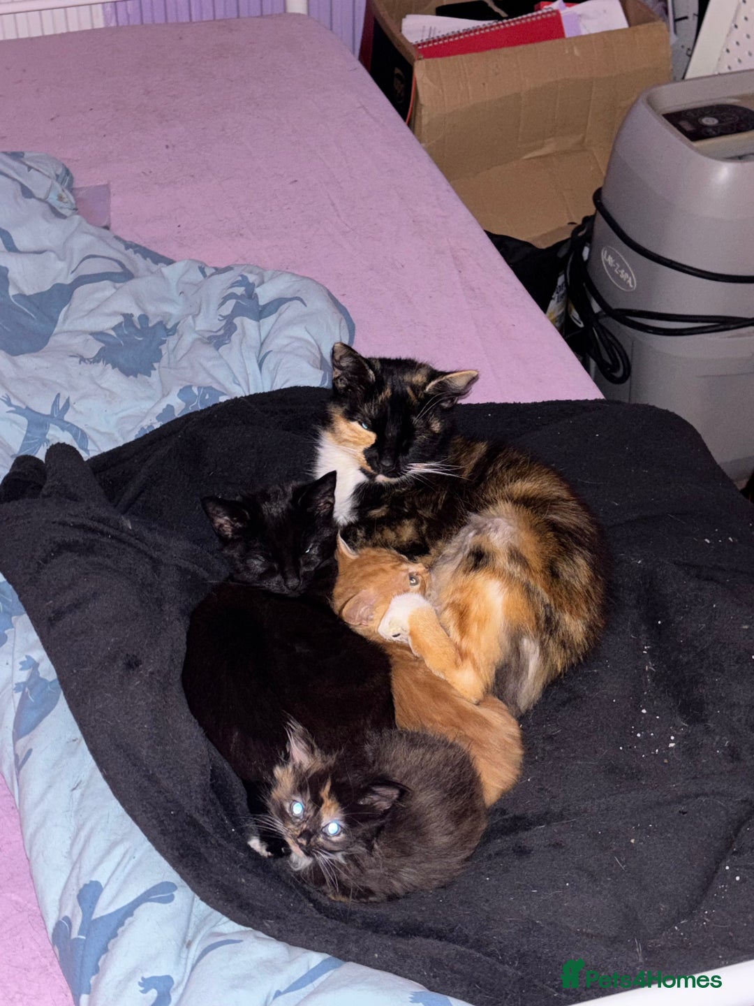 British Shorthair cats for sale: 2 kittens for sale  - Advert 2