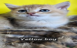 British Shorthair cats for sale: BSH GOLDEN KITTENS - Advert 2