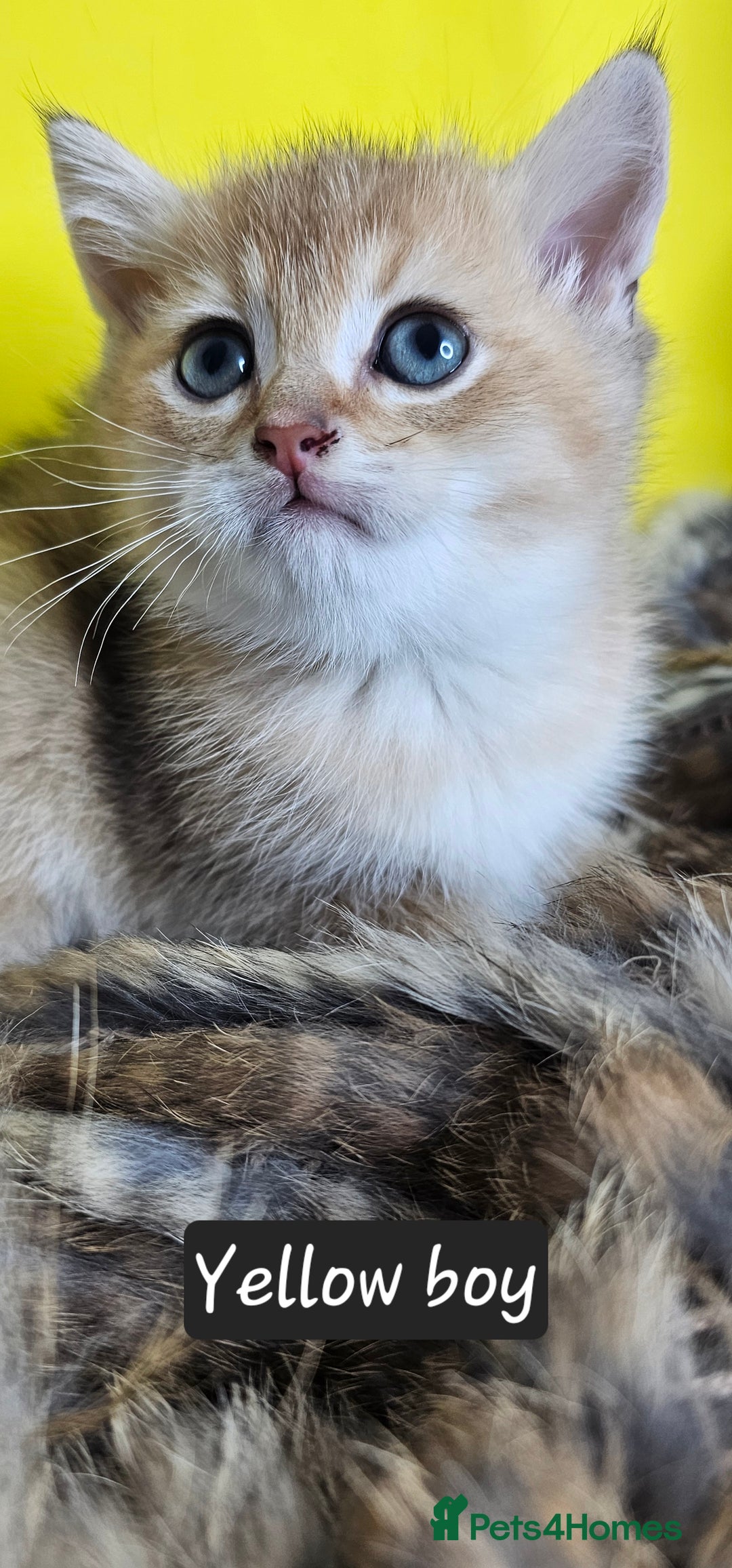 British Shorthair cats for sale: BSH GOLDEN KITTENS - Advert 2