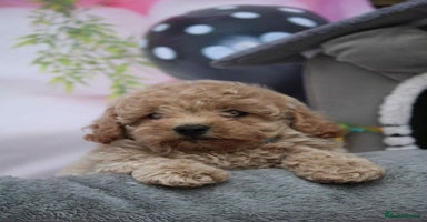 Poochon dogs - Advert 6