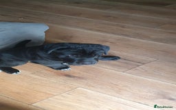 Mixed Breed dogs for sale: 3 beautiful bitches - Image 5