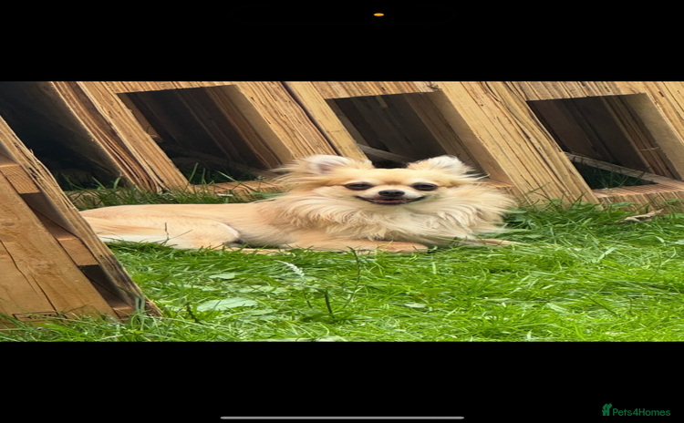 Chihuahua dogs - Advert 1