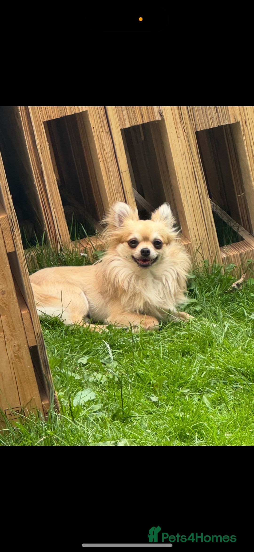 Chihuahua dogs for sale: Chihuahua boy 1 year  - Image 1