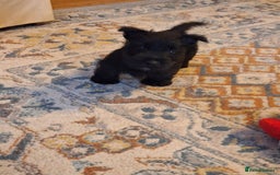 Scottish Terrier dogs for sale: ABSOLUTE CUTENESS Scottish Terrier!! - Image 3