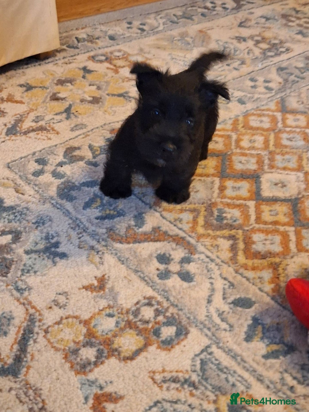 Scottish Terrier dogs for sale: ABSOLUTE CUTENESS Scottish Terrier!! - Image 3