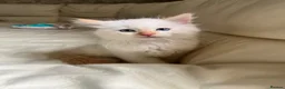 Ragdoll cats for sale: Ragdoll kittens  - Advert 11