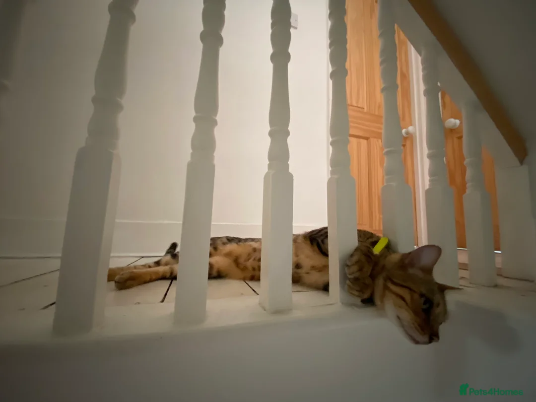 Bengal cats for sale: Gilbert in London - Advert 14