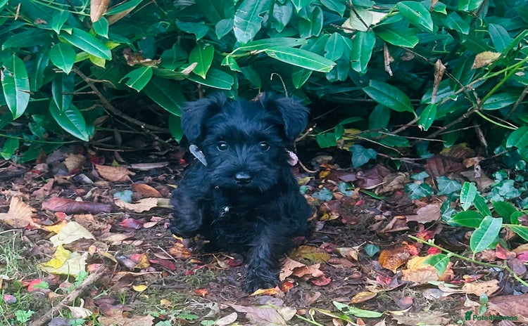 Miniature Schnauzer dogs Beautiful Minature Schnauzer puppies - Advert 5