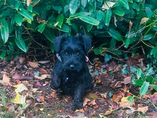 Miniature Schnauzer dogs Beautiful Minature Schnauzer puppies - Advert 16