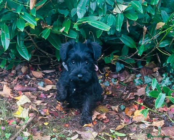 Miniature Schnauzer dogs Beautiful Minature Schnauzer puppies - Advert 3