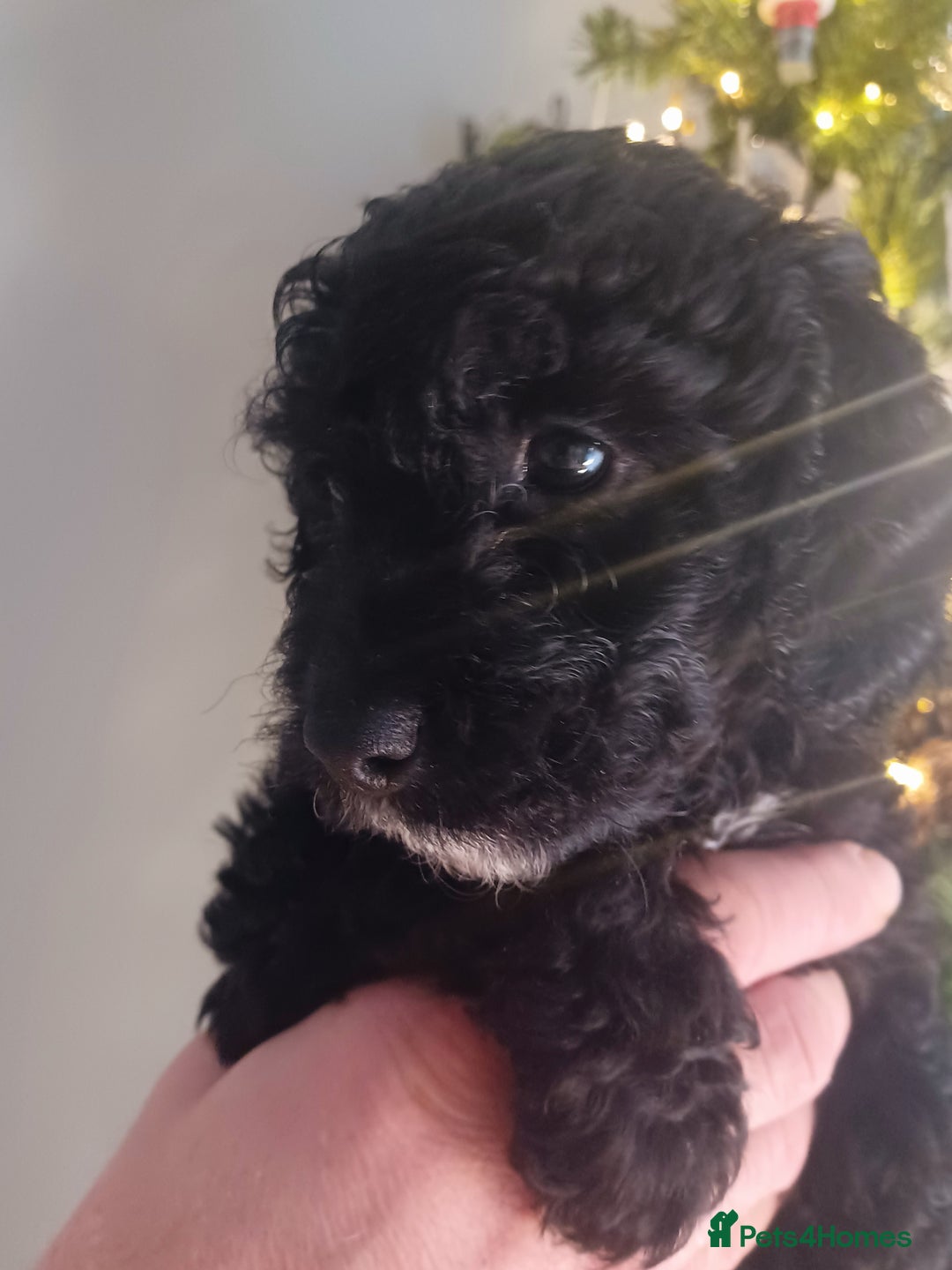 Cavapoo dogs for sale: 🐶  Cavapoo/ miniature poodle 🐶  - Advert 16
