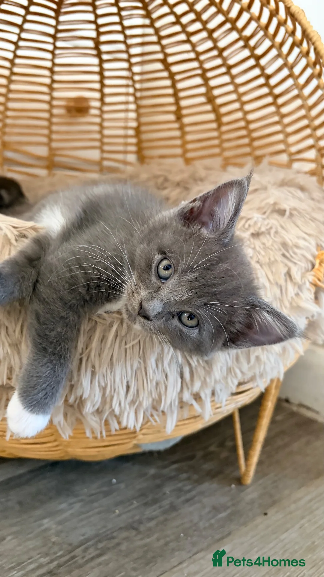 Mixed Breed cats for sale: Maine coon x Scottish fold - Advert 28