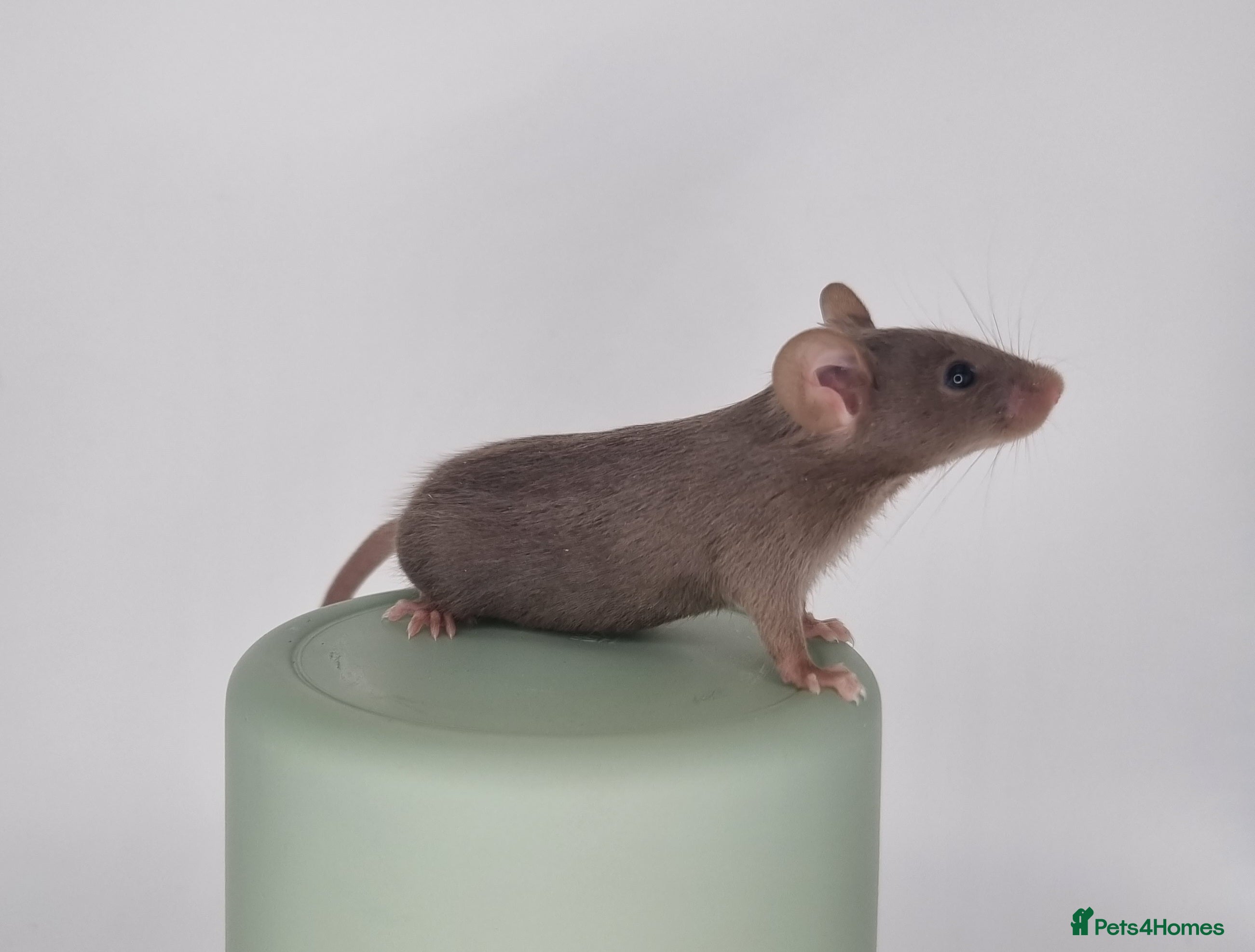 Mouse rodents Fancy Mice - Advert 16