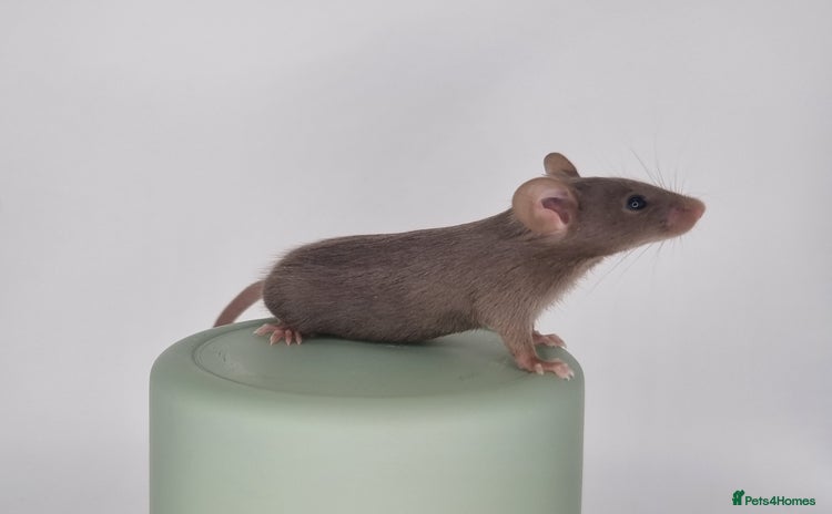 Mouse rodents - Advert 4