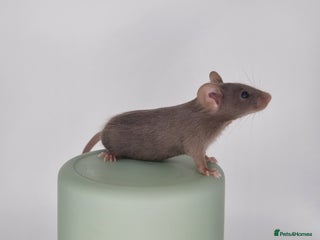 Mouse rodents for sale: Fancy Mice - Advert 1