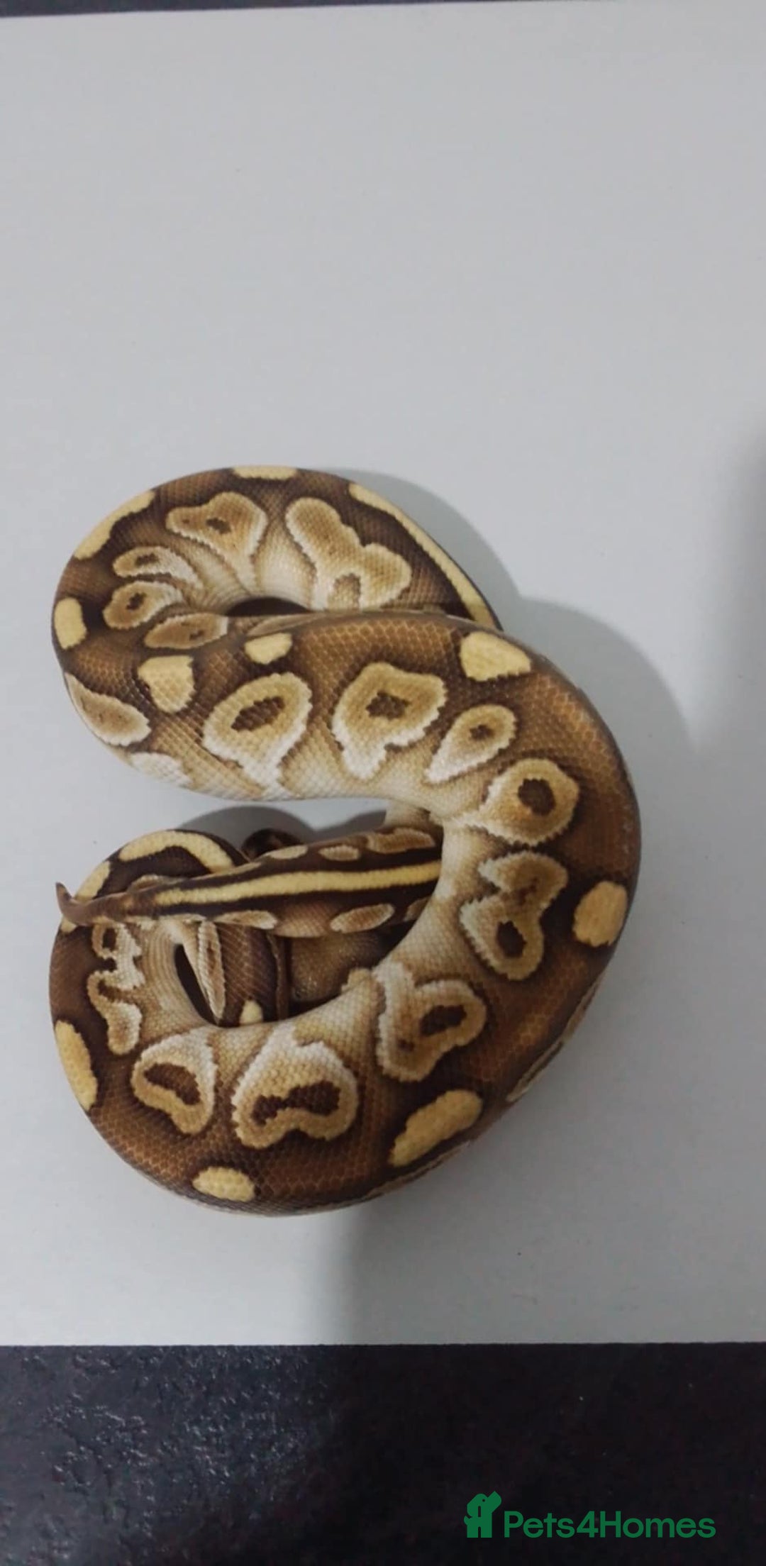 Python Snake reptiles for sale: Ball pythons for sale  - Advert 1