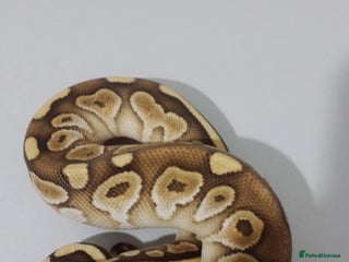 Python Snake reptiles Ball pythons for sale - Advert 2