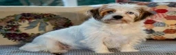 Jack Russell dogs for sale: Gorgeous Jack Russell Puppies  in Newbury - Advert 8