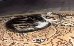 Bengal cats for sale: Beautiful kittens💕 - Advert 2