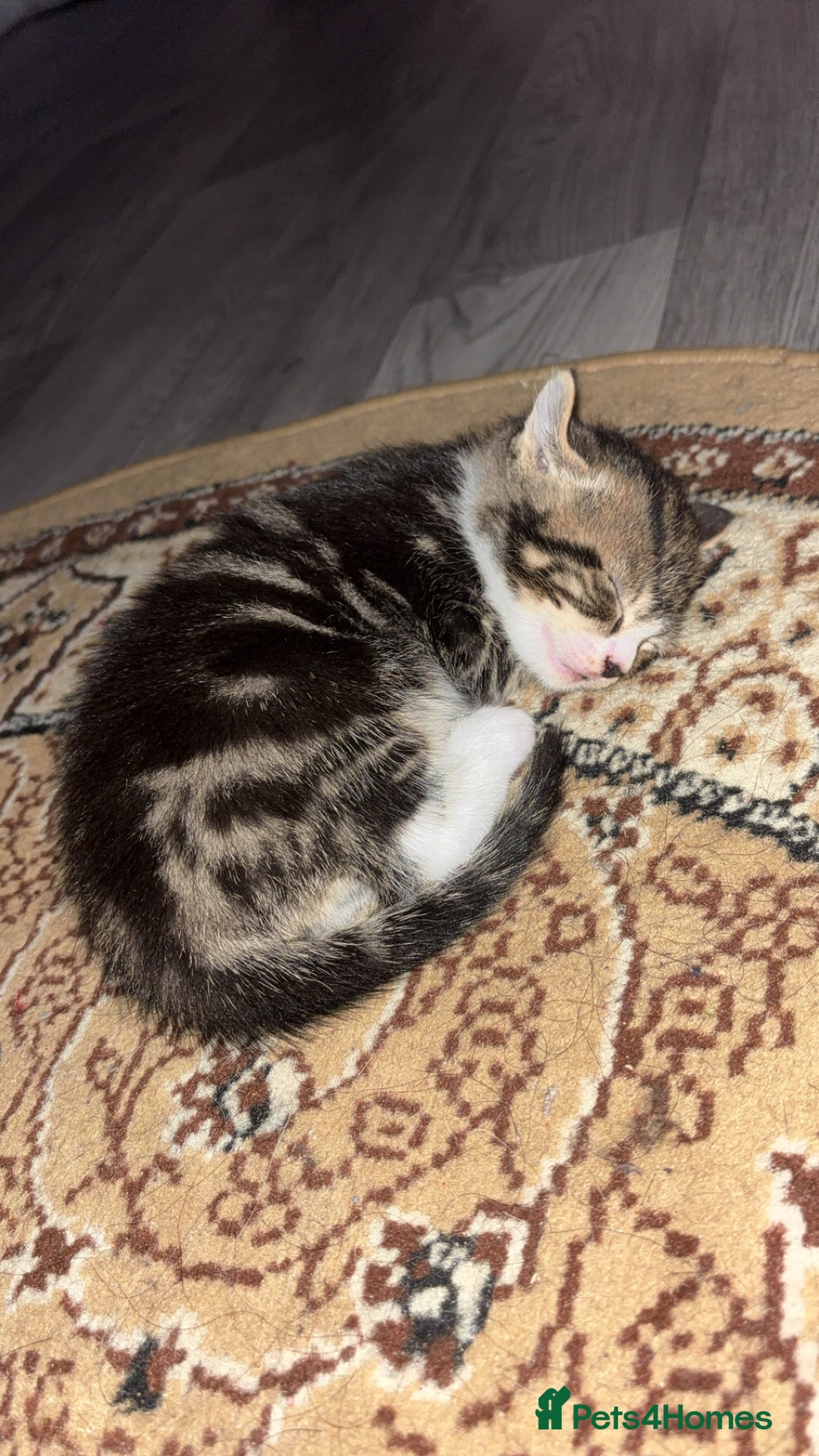 Bengal cats for sale: Beautiful kittens💕 - Advert 2