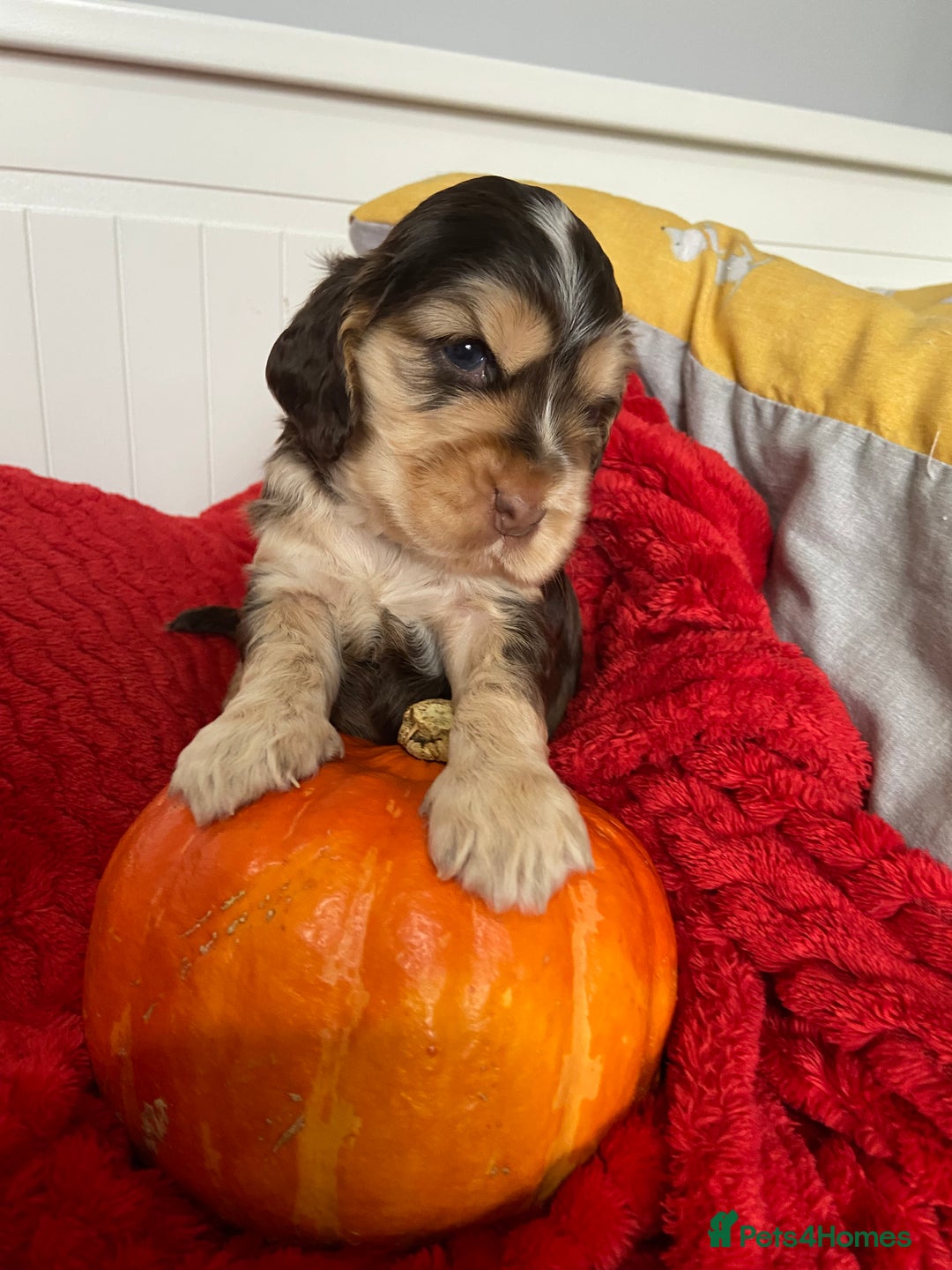 Cocker Spaniel dogs for sale: Show cocker spaniel puppies viewings this weekend! - Image 23