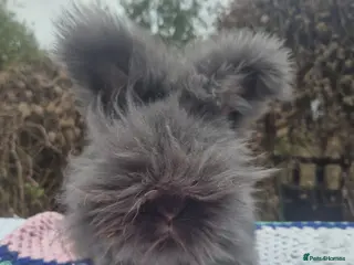 Angora rabbits 🖤 BOYS READY NOW- FULL FACED ANGORA 🖤 - Advert 1
